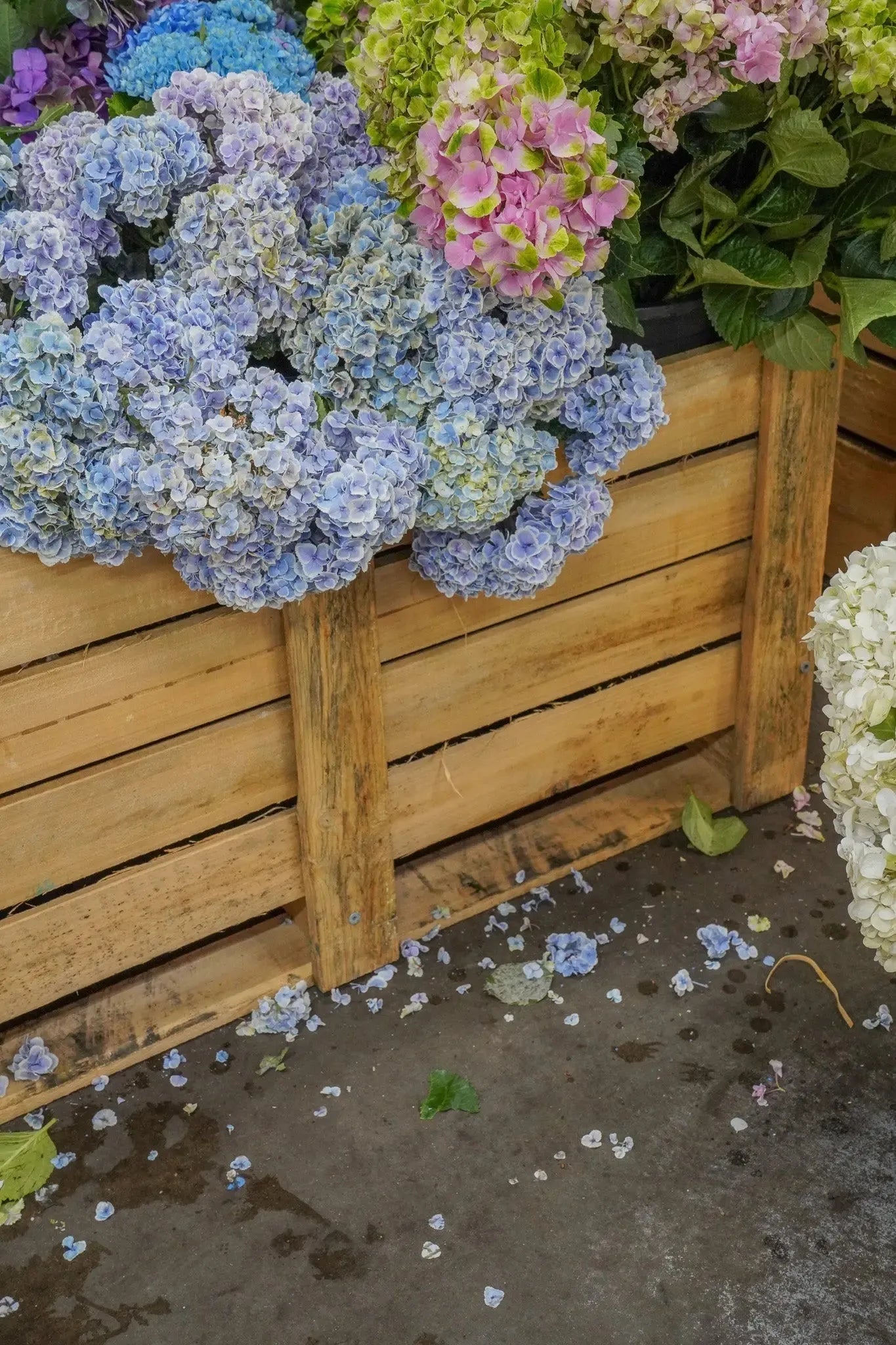 Why do flowers cost so much?
