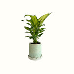 Dieffenbachia in Seafoam Speckled Pot - Poppy Rose - Poppy Rose Flowers Brisbane