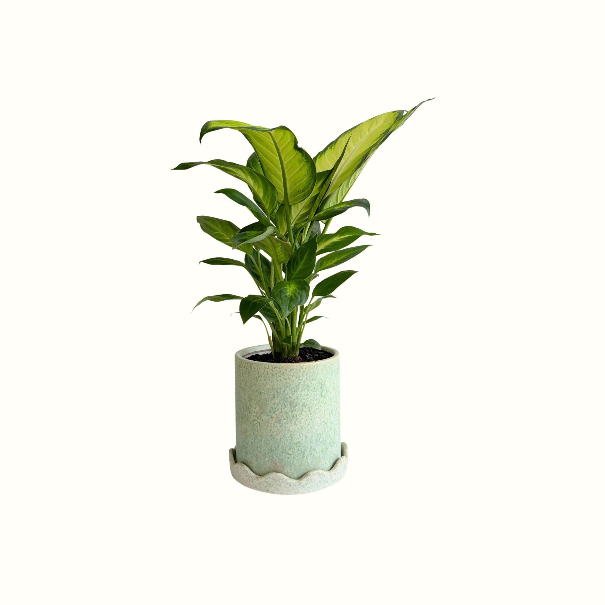 Dieffenbachia in Seafoam Speckled Pot - Poppy Rose - Poppy Rose Flowers Brisbane