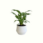 Peace Lily Domino in Snow Pot - Poppy Rose - Poppy Rose Flowers Brisbane