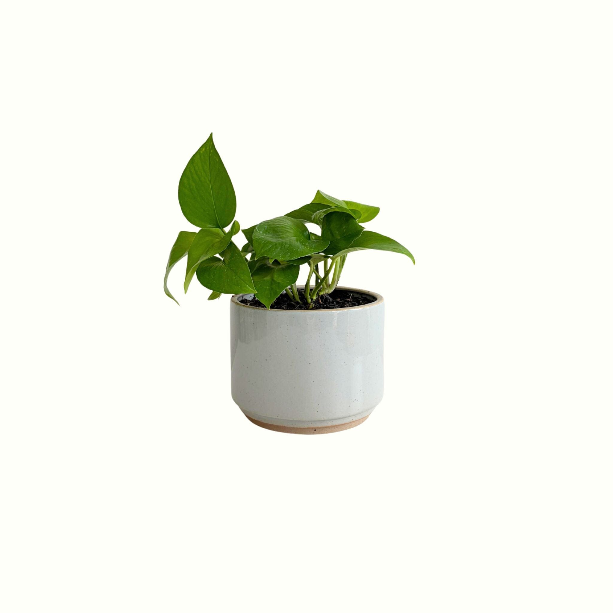 Pothos Jade Green in Earth Pot - Poppy Rose - Poppy Rose Flowers Brisbane