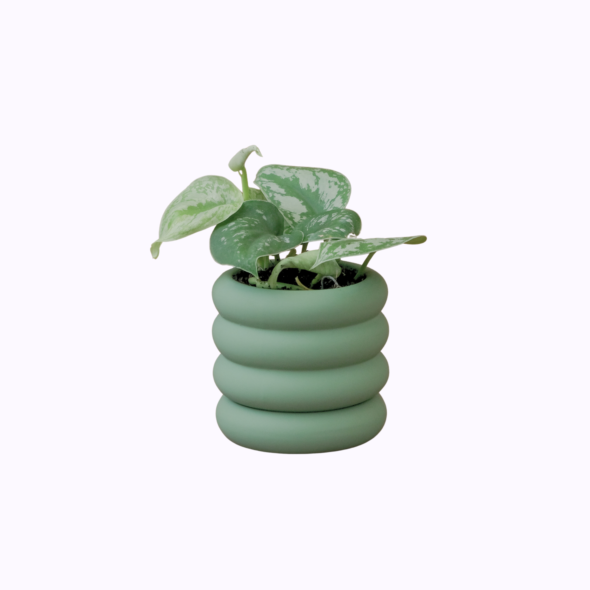 Pothos Silver - Poppy Rose Plant Delivery Brisbane